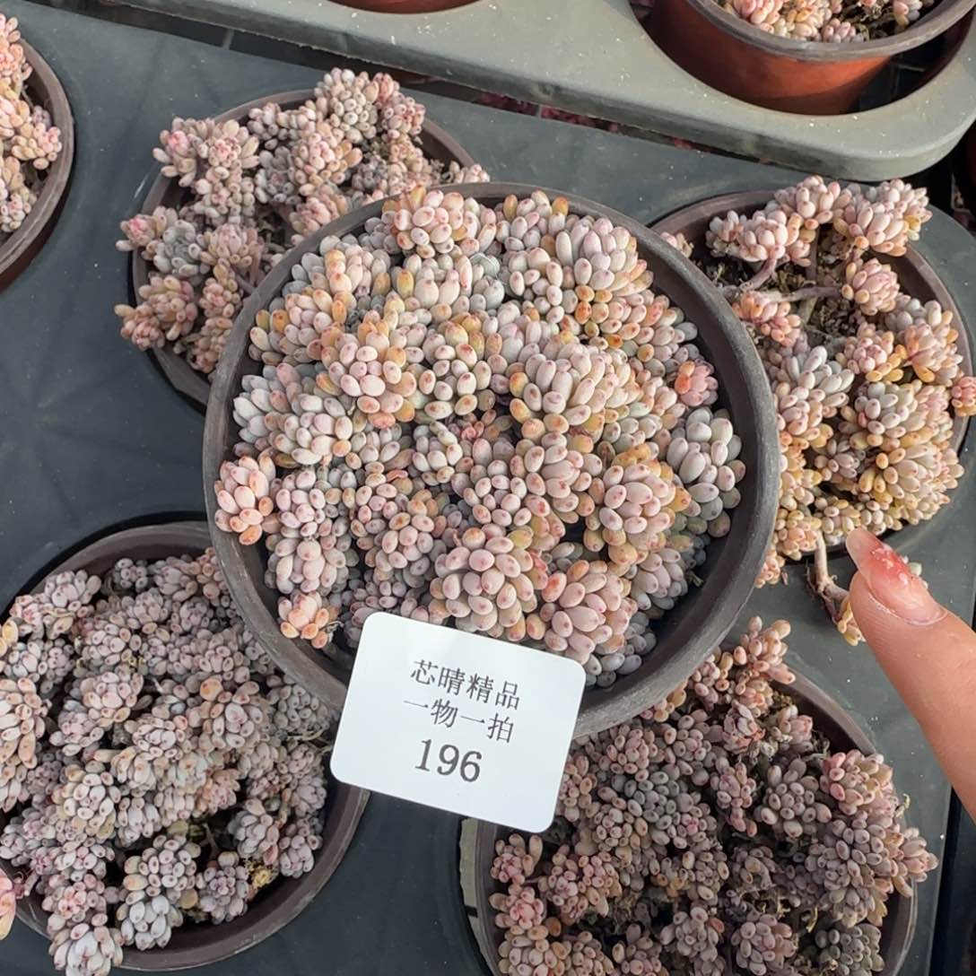 闪购精品多肉196号