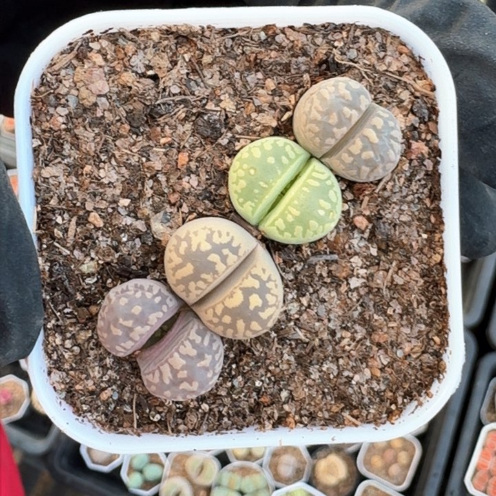 生石花1111。    307