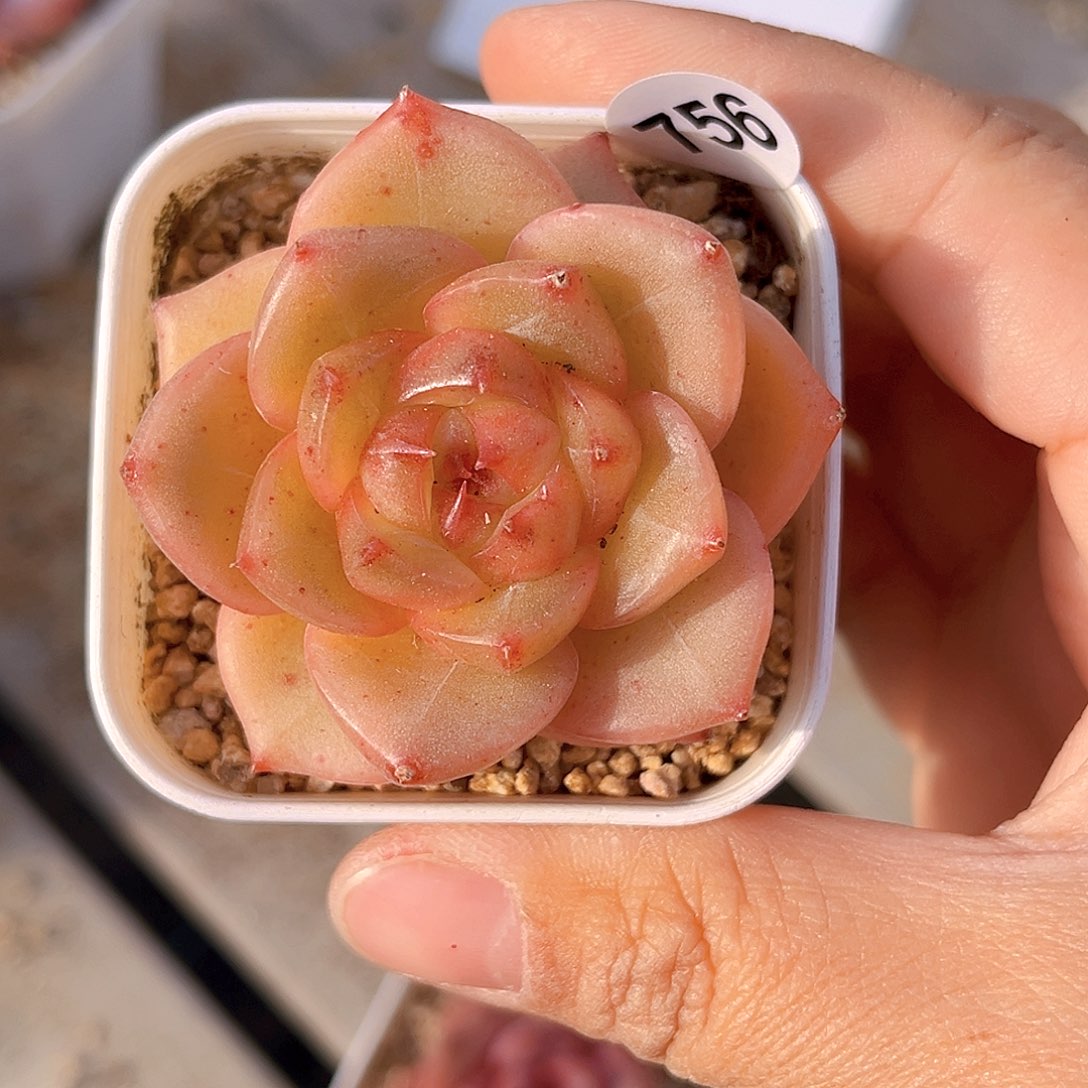 756 新品珍妮 满18包邮