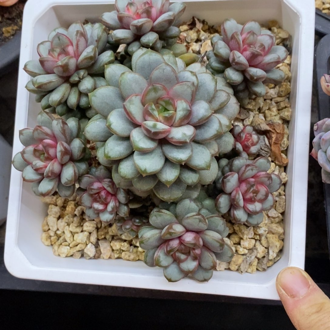 精品多肉一物一批不包整445