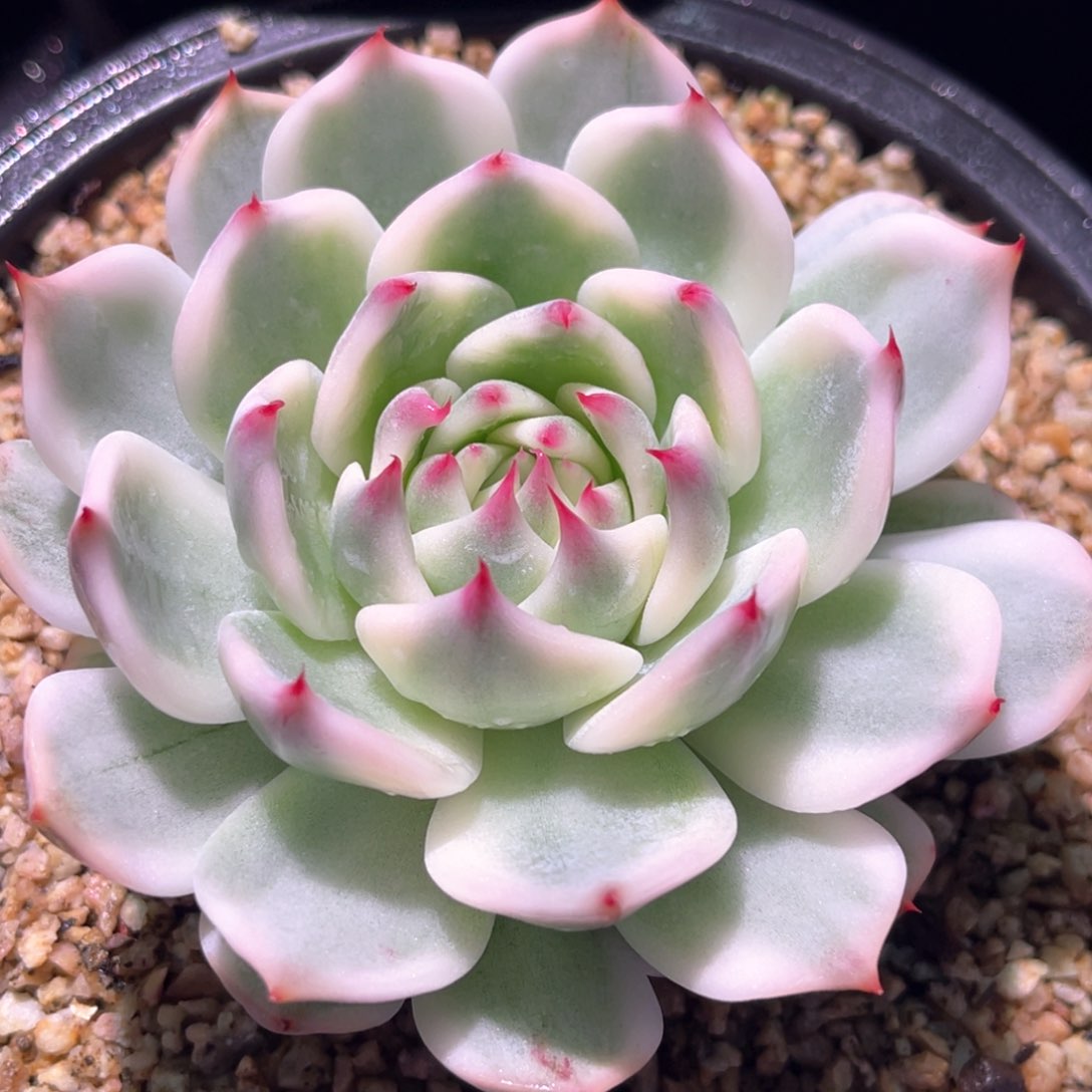 多肉特价就娃娃锦