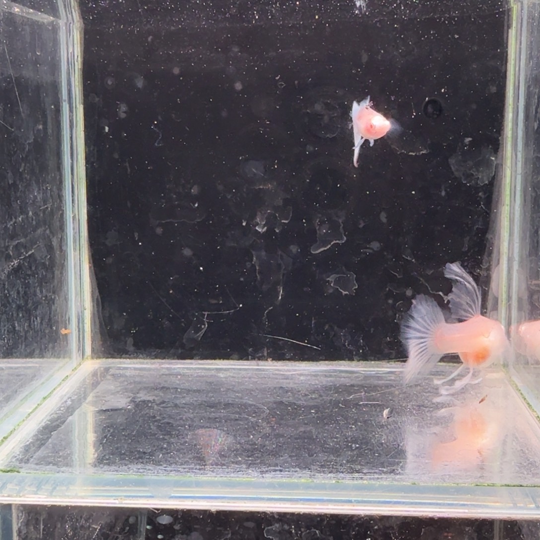 孔雀鱼蓝白缎带1对