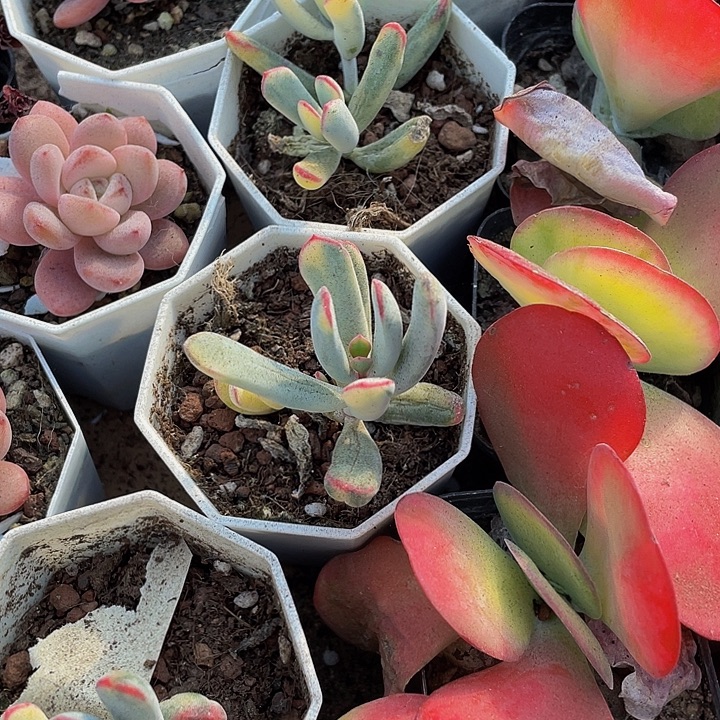 棒叶锦带盆土发货处理