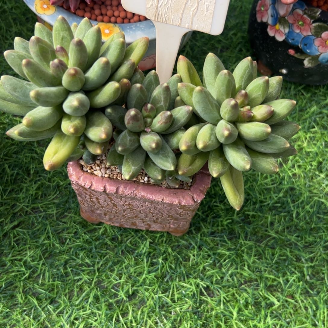 清***院千代田小老桩多肉