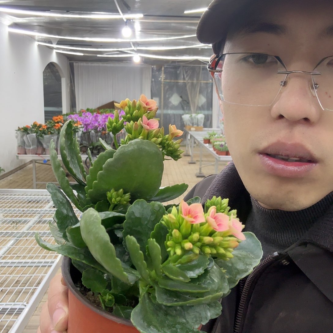 栀***愿全部花苞诗与长寿花