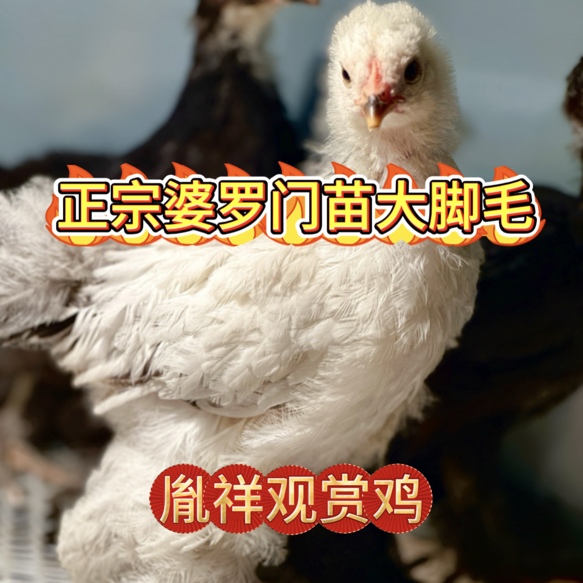 【胤祥】正宗婆罗门梵天鸡