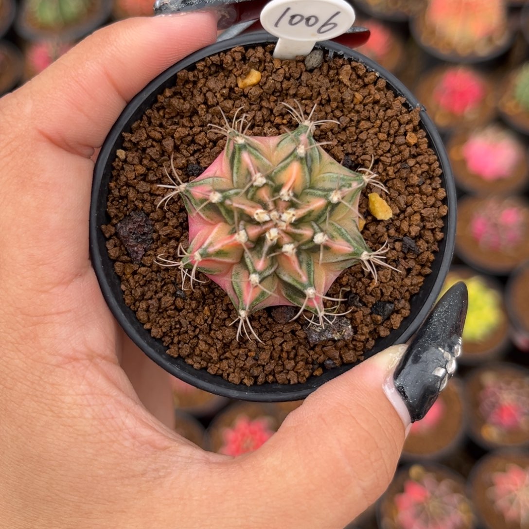 1006 侧牙米哈 带盆土发货