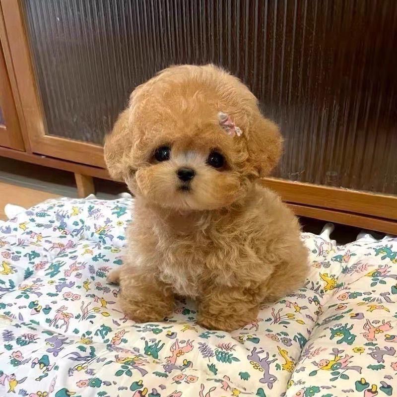 H泰迪马尔泰幼犬棕色小型可爱香槟色家庭贵宾犬宠物狗包邮