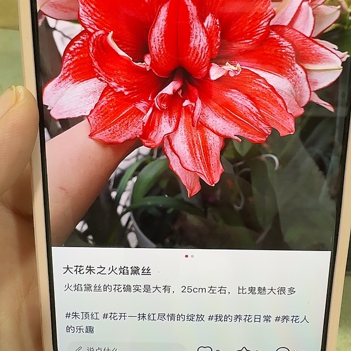 火焰黛丝周长36/38福利
