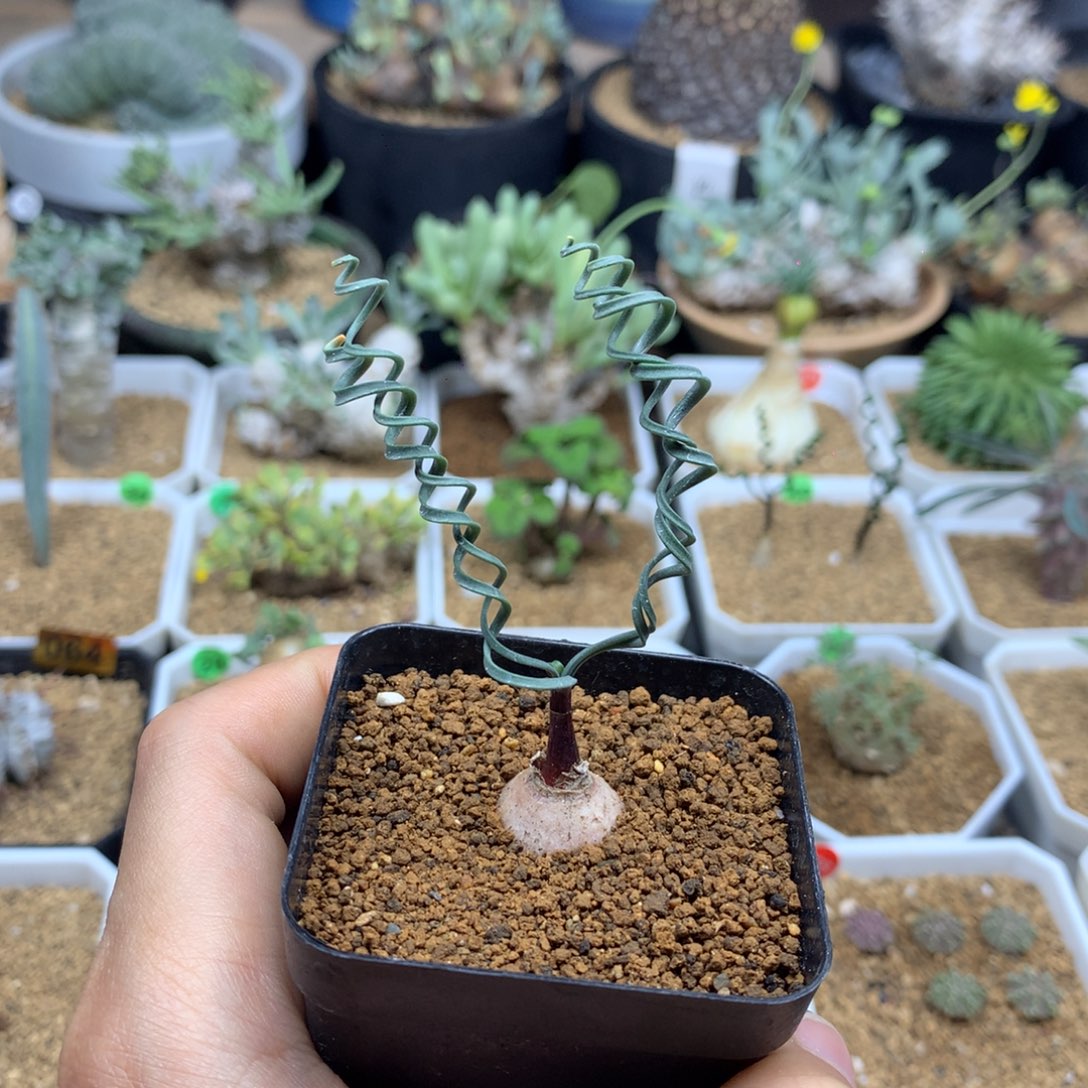 蚊香弹簧草多肉带盆