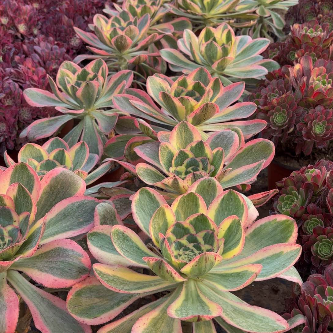 燕姿锦9.9多肉植物