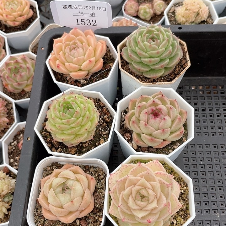 薇薇安园艺多肉1532