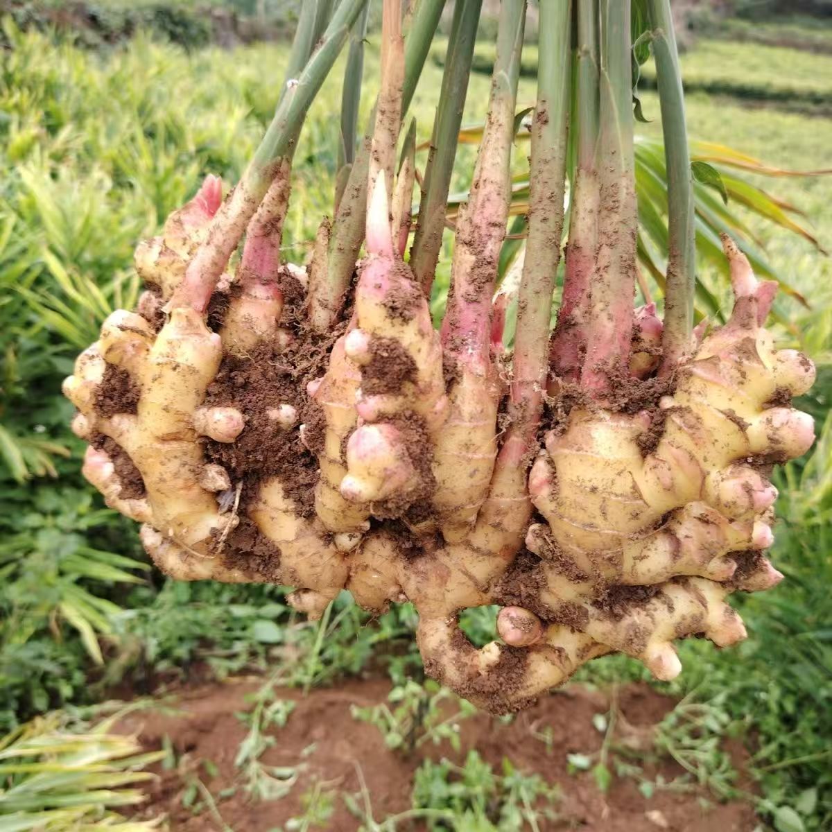 姜，云南高海拔小黄姜老姜