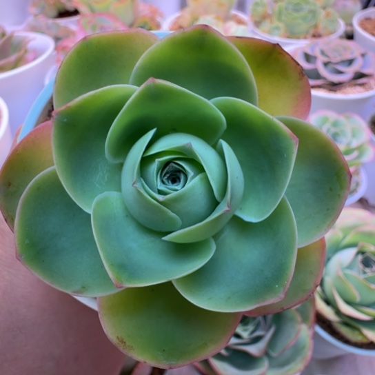 橙帕基因优秀冠服6cm