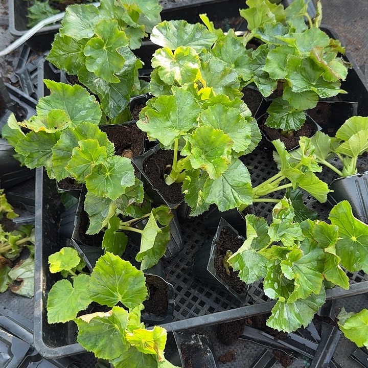 全部花苞福利5盆 丽格海棠