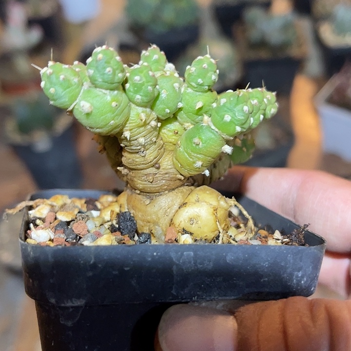 满38包邮2天凑单，脱土晾根发货多肉植物罗西安娜