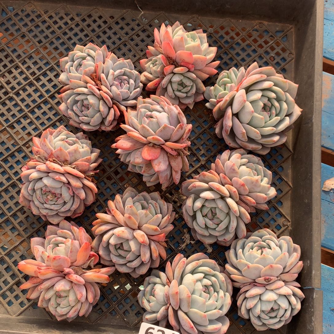 624号新疆西藏内蒙古不包邮的，