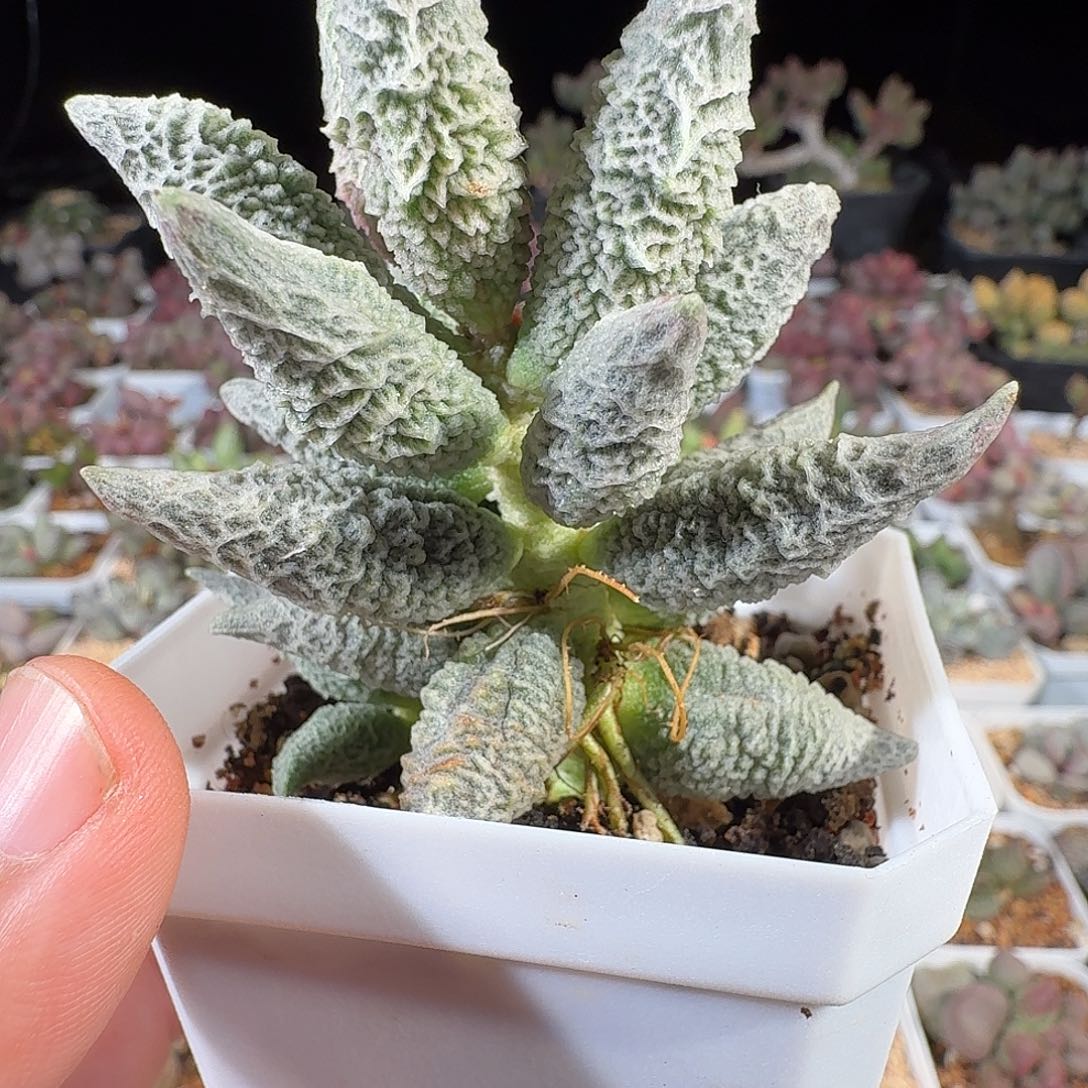 净***身融化纹冰激凌            