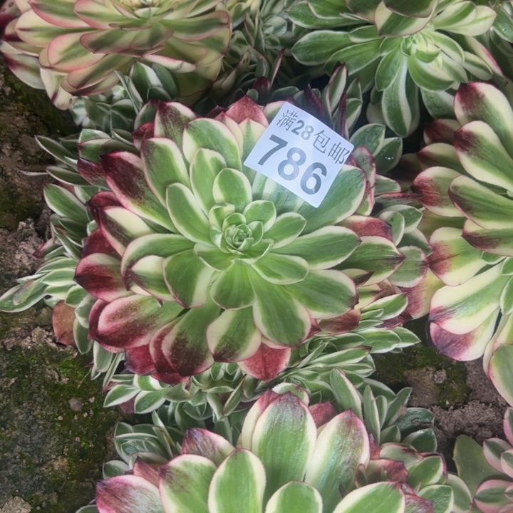 786南海王多肉植物