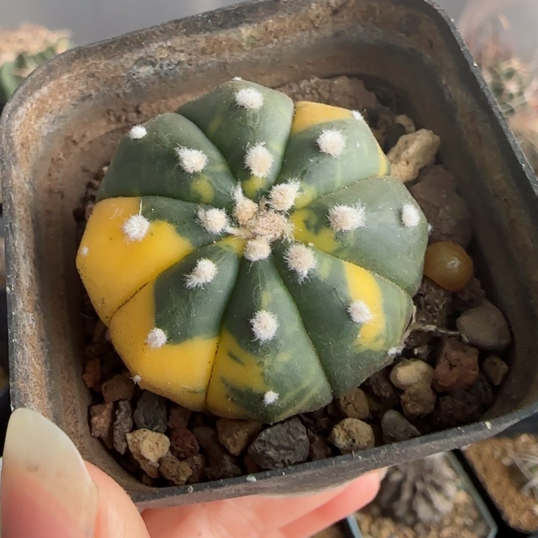 实生兜锦多肉3.4厘米