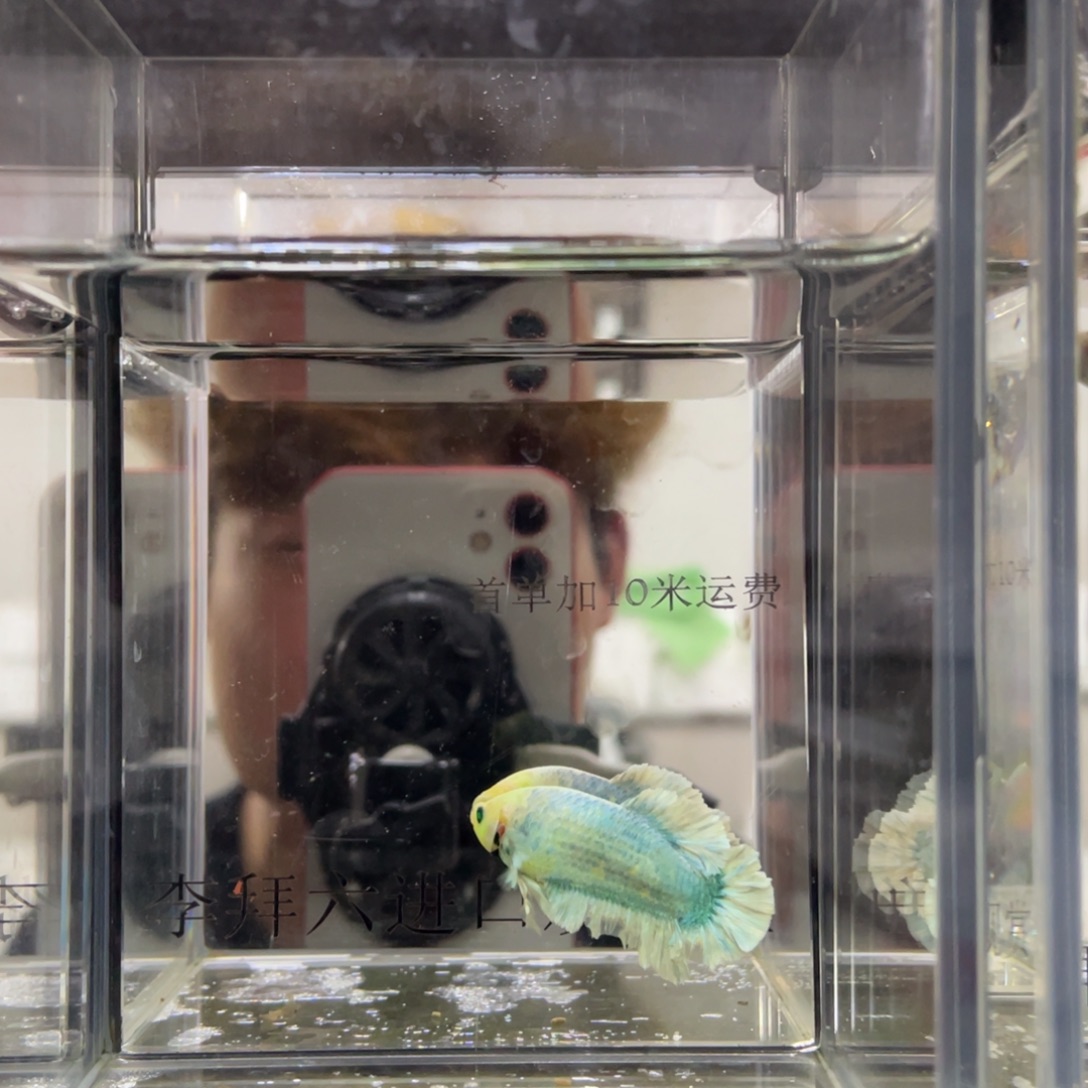 斗鱼印尼精品斗鱼93