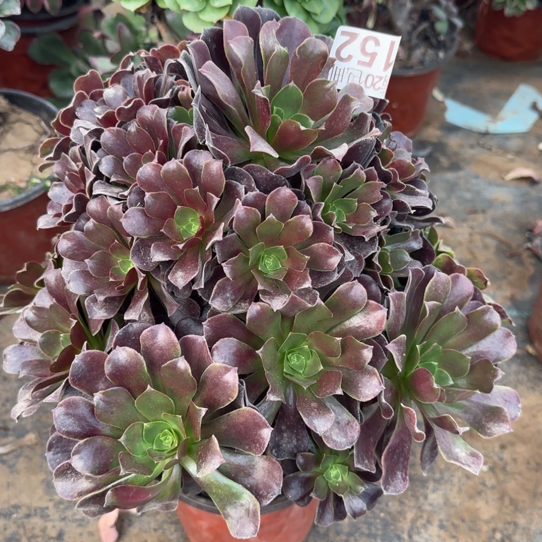 梅花博迪152满20包邮断枝不包