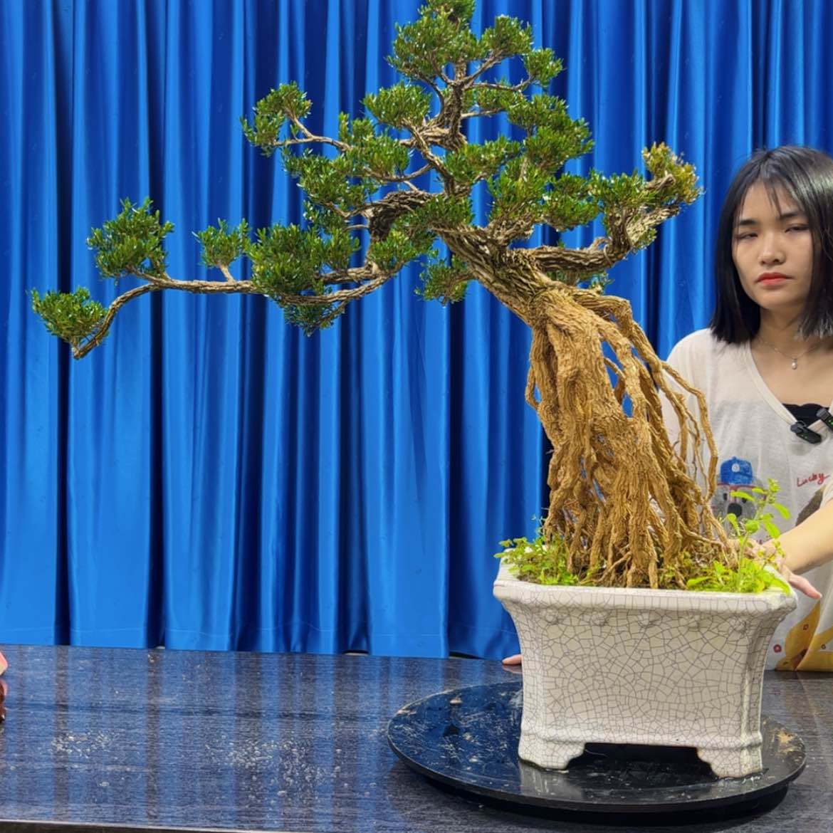 【闪购商品】广东雀舌黄杨盆景L**n