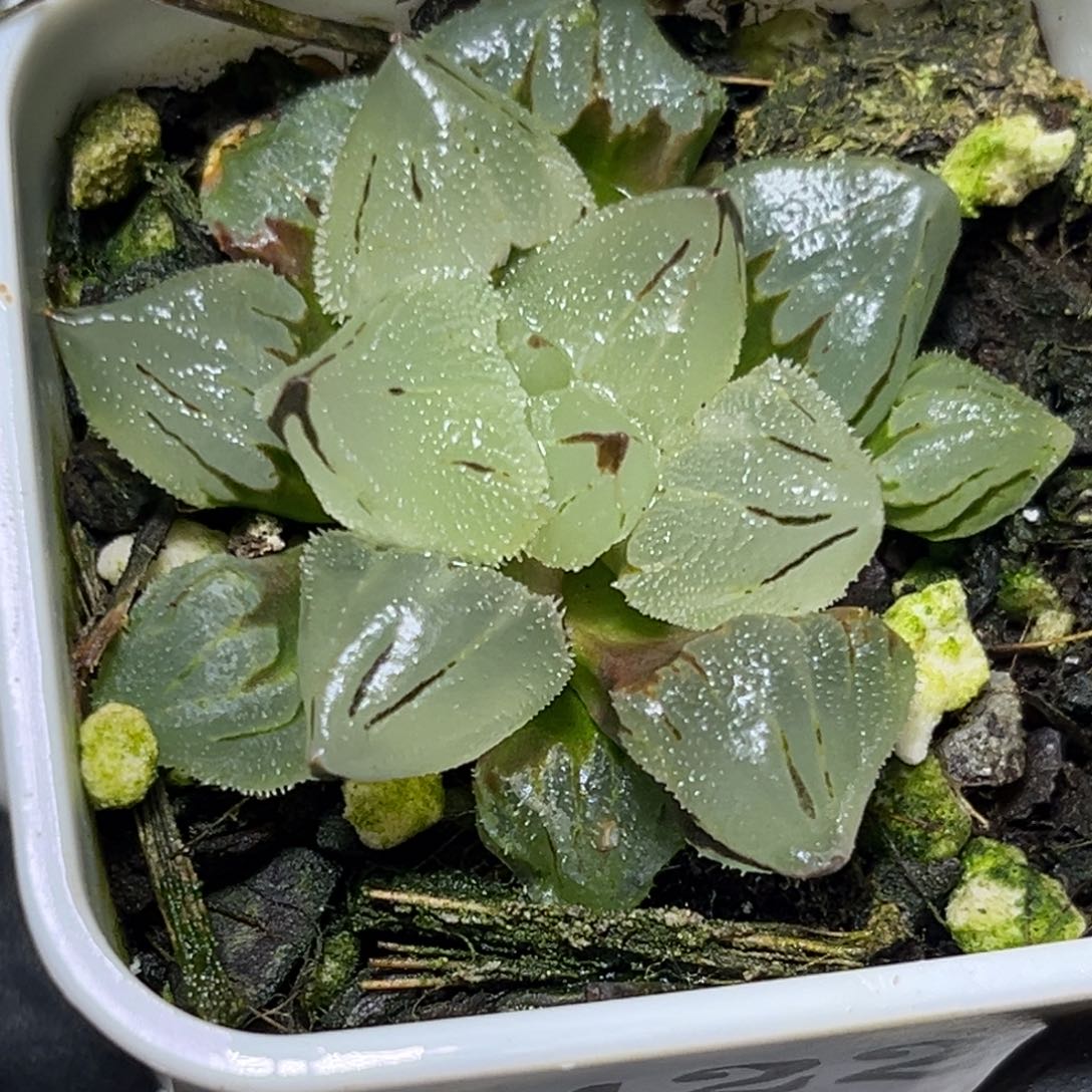 十二卷多肉5422冰灯