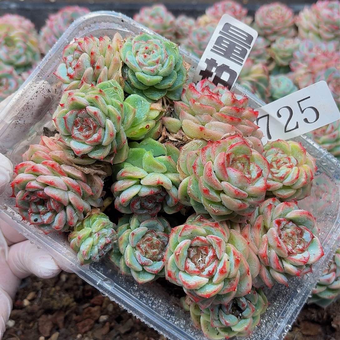 多肉植物多肉植物725量拍