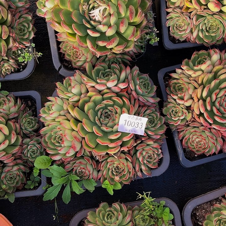 ?****萤火虫群10033