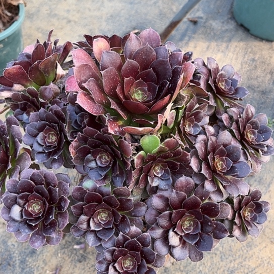 多肉植物荷兰玫瑰43