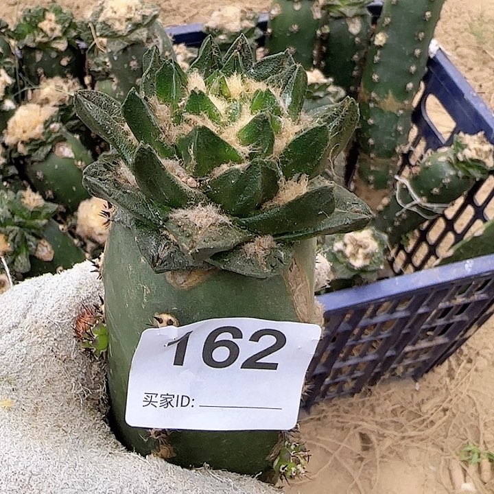 成田短尤龙角牡丹162
