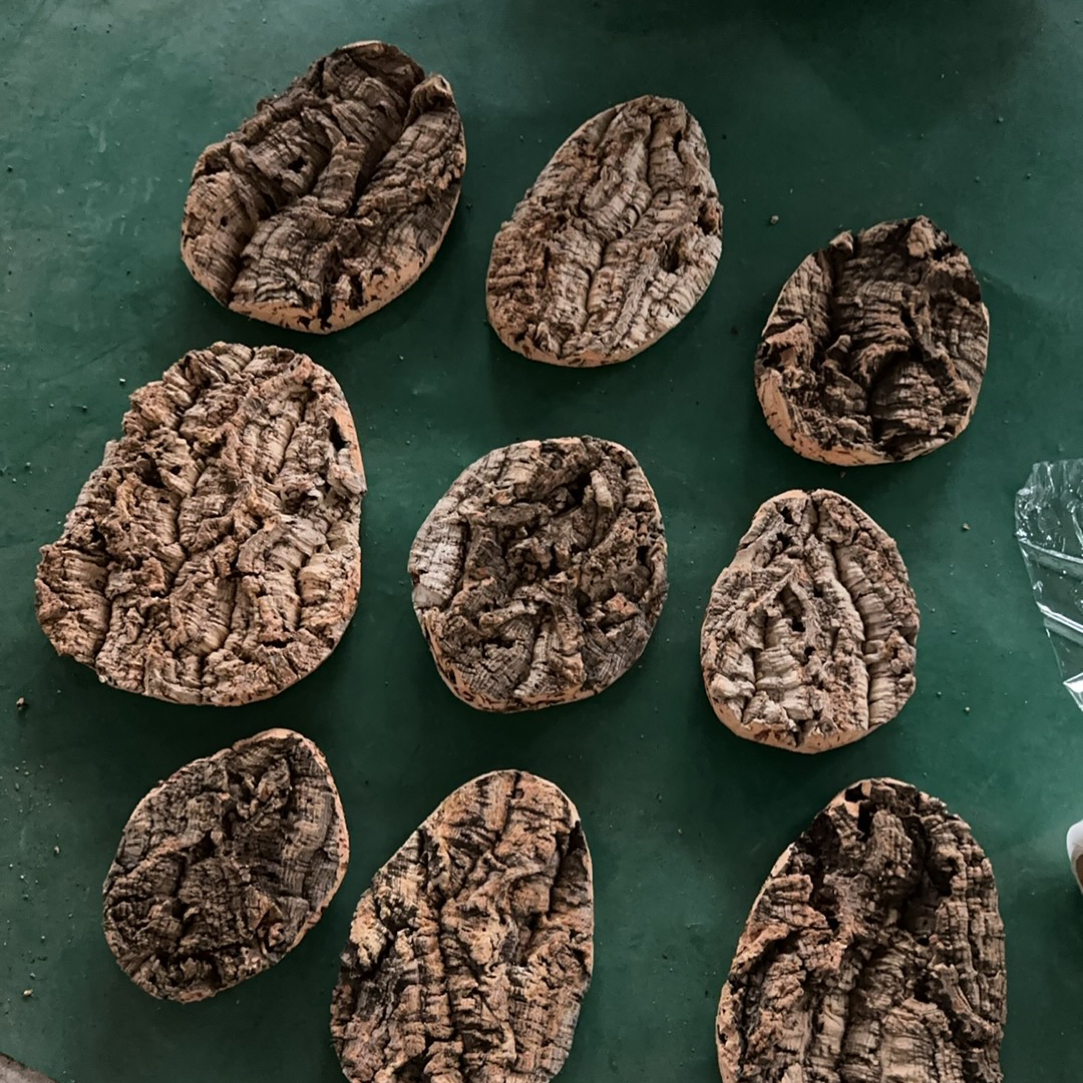 趣味蝴蝶兰西雷利兰花