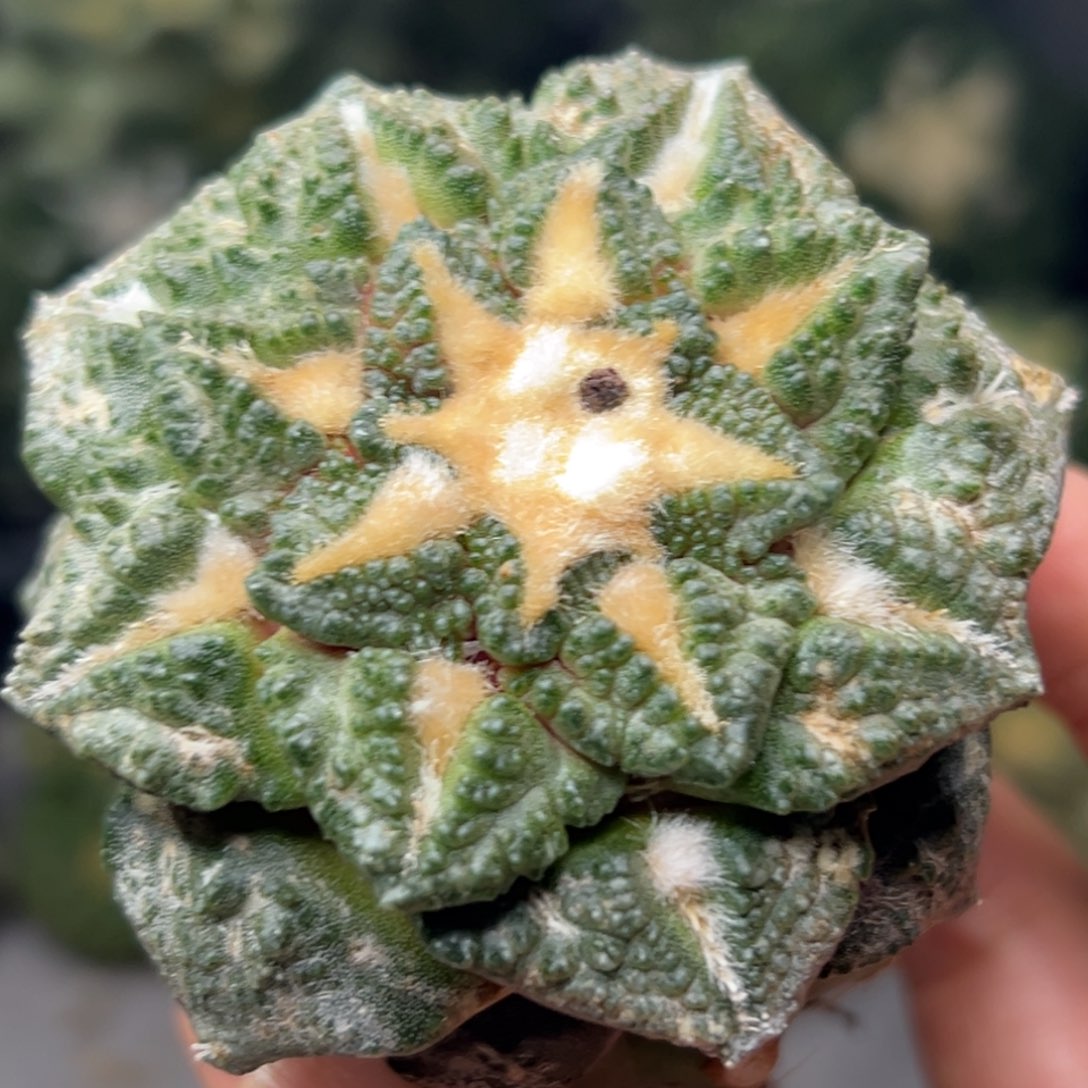 816 仙人球的比赛中