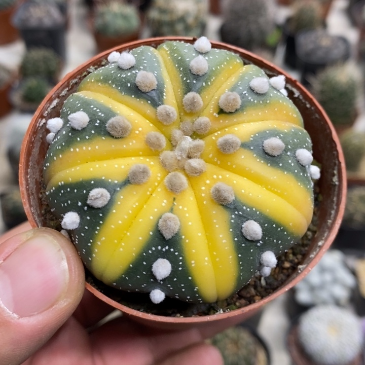 大号西瓜兜特价福利