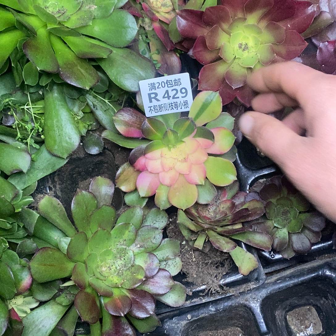 韶羞七彩多肉法师锦，429