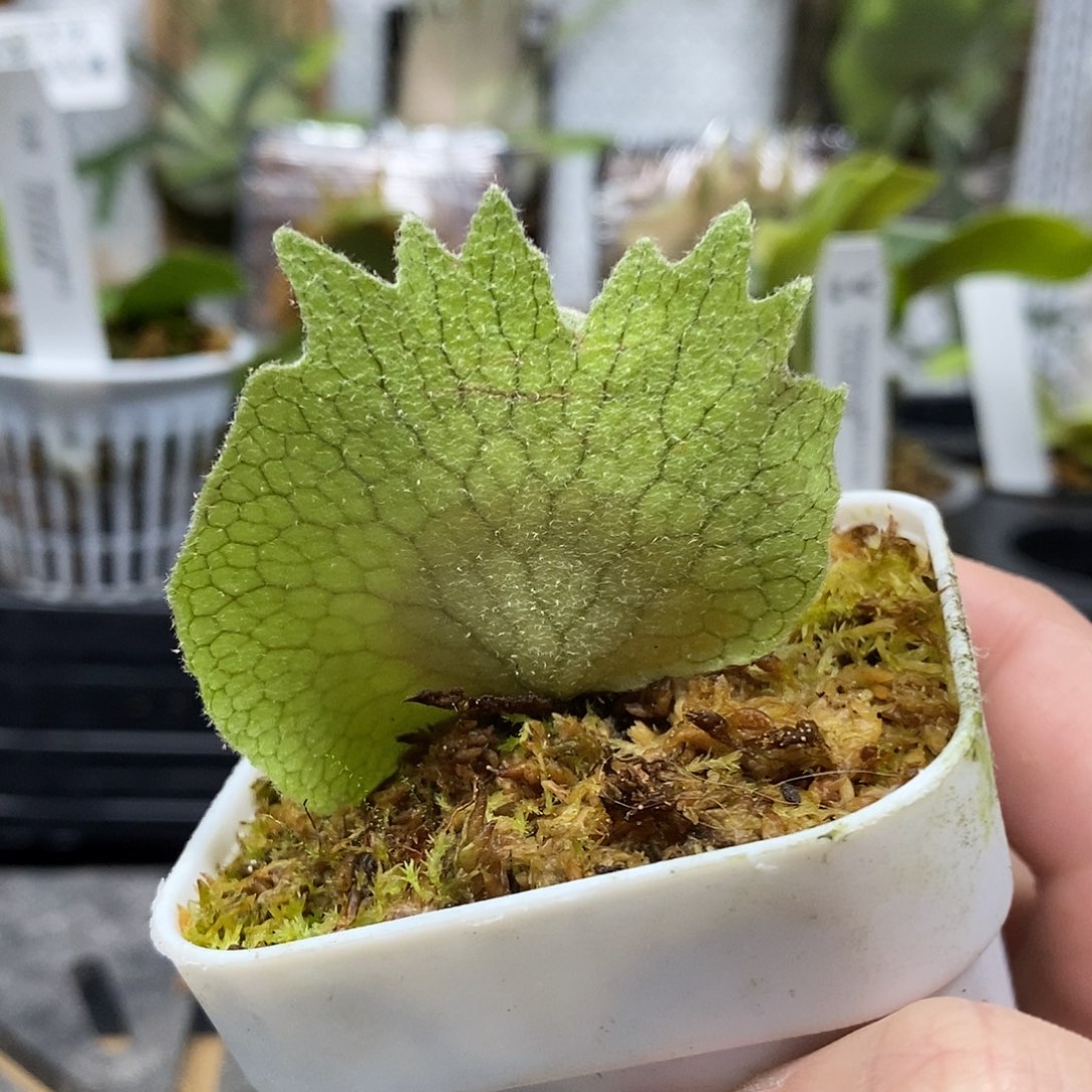 无花朵野银t鹿角蕨