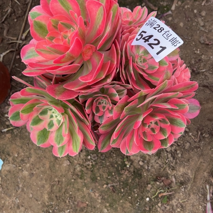 5421女巫多肉植物