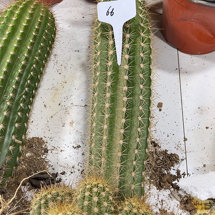 象头神毛花柱不包破损66号