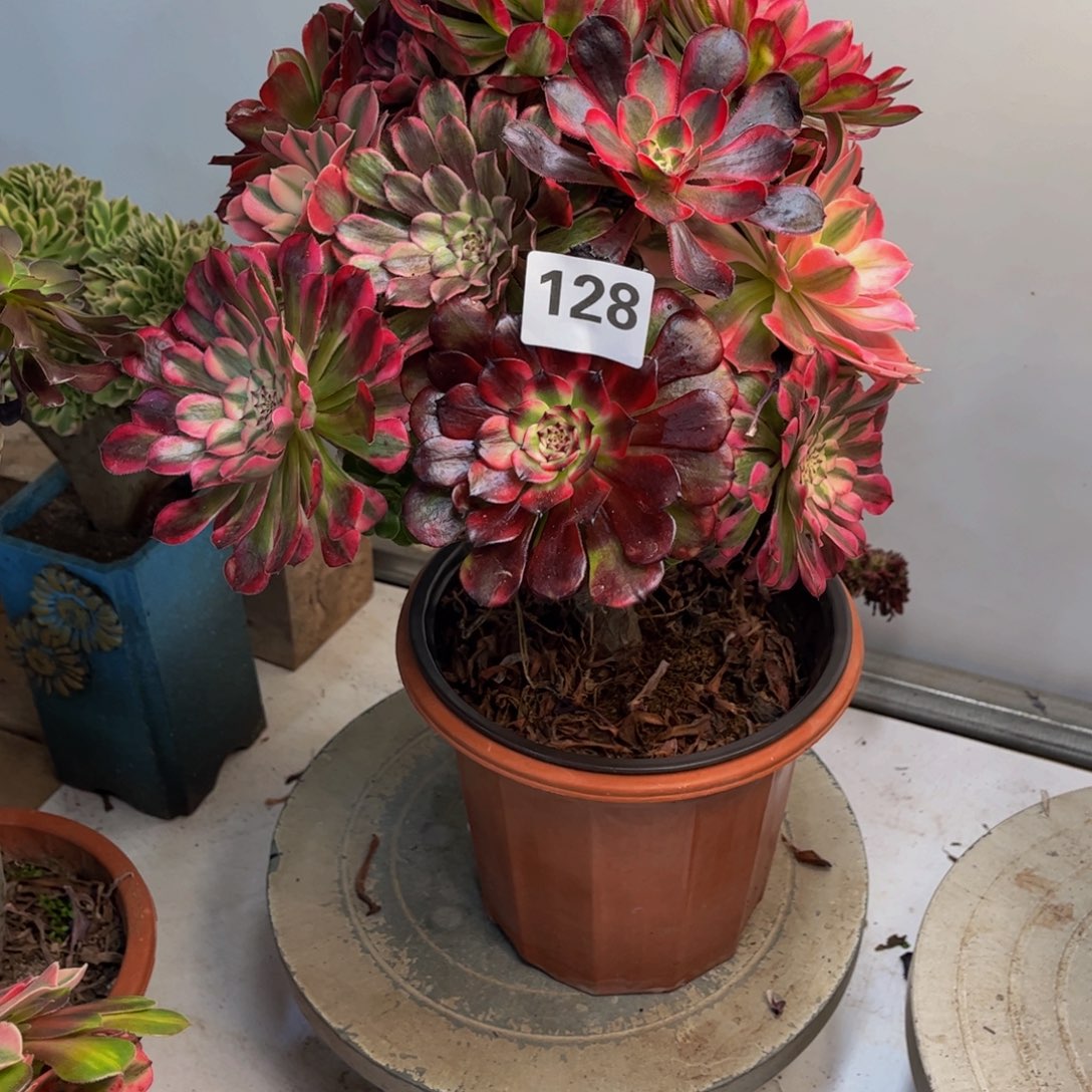 荟***蔚多肉植物嫁接128根部有修