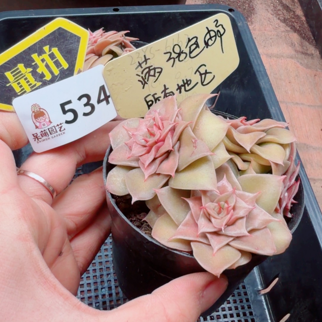 多肉植物多肉植物