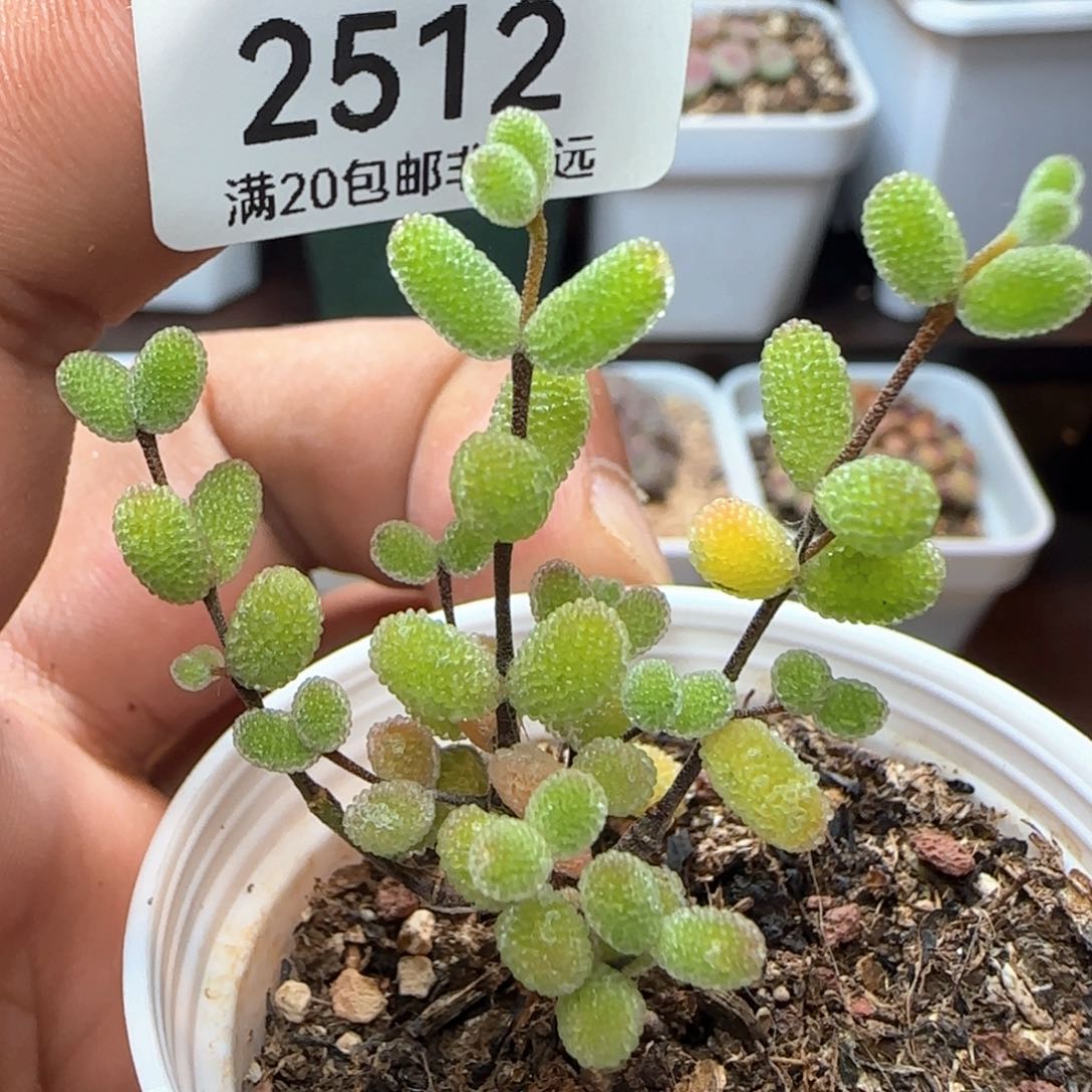 糖球。                  