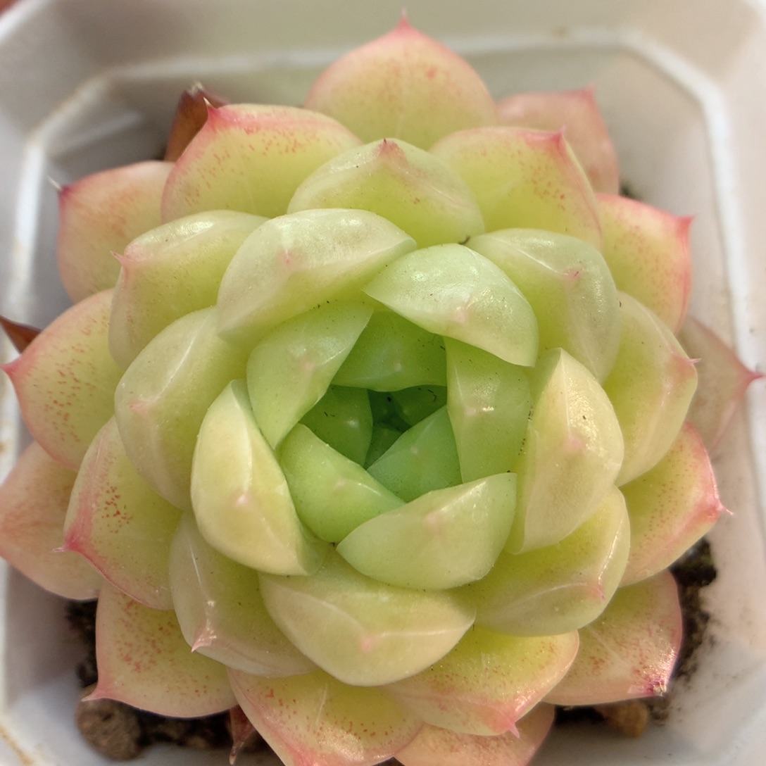 E15 ，柿子多肉20包邮两天凑单