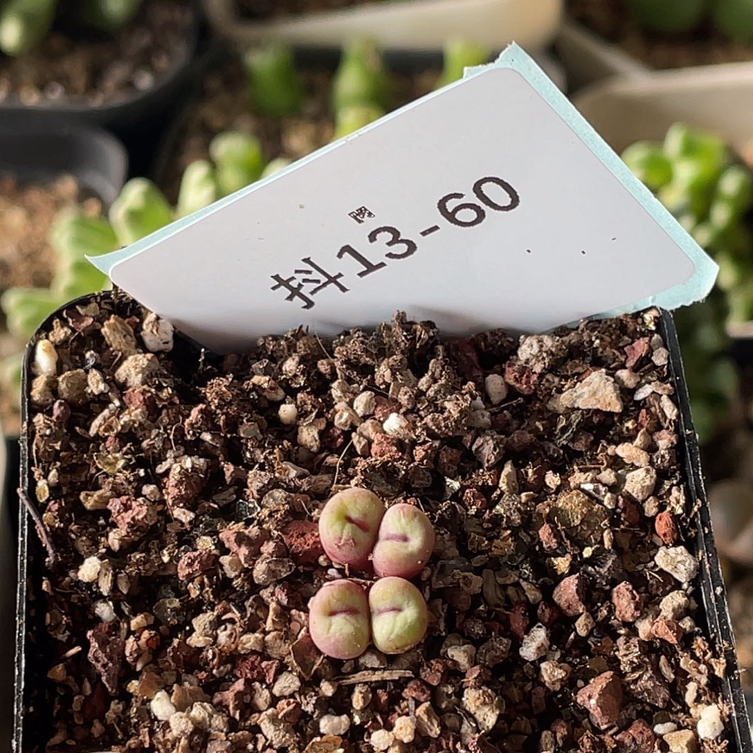 四***月13-60肉锥多肉植物