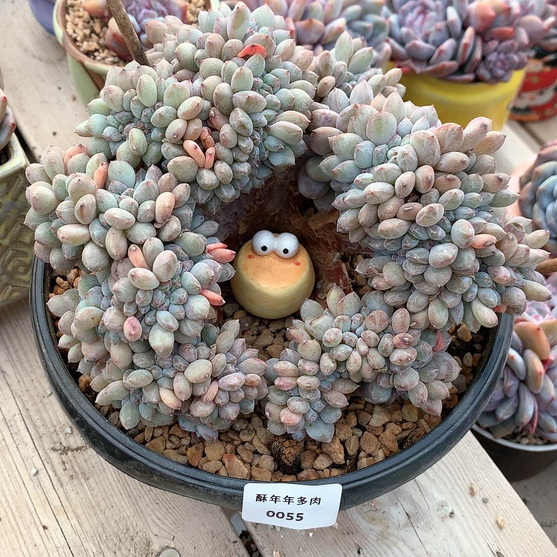 0055石榴籽星影缀化多肉一颗16厘米