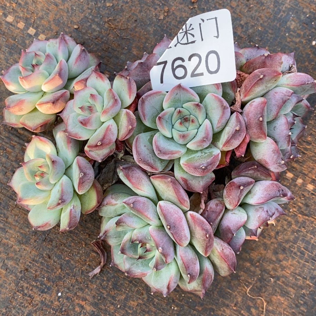 日****瑕疵不售后~7620~12厘米