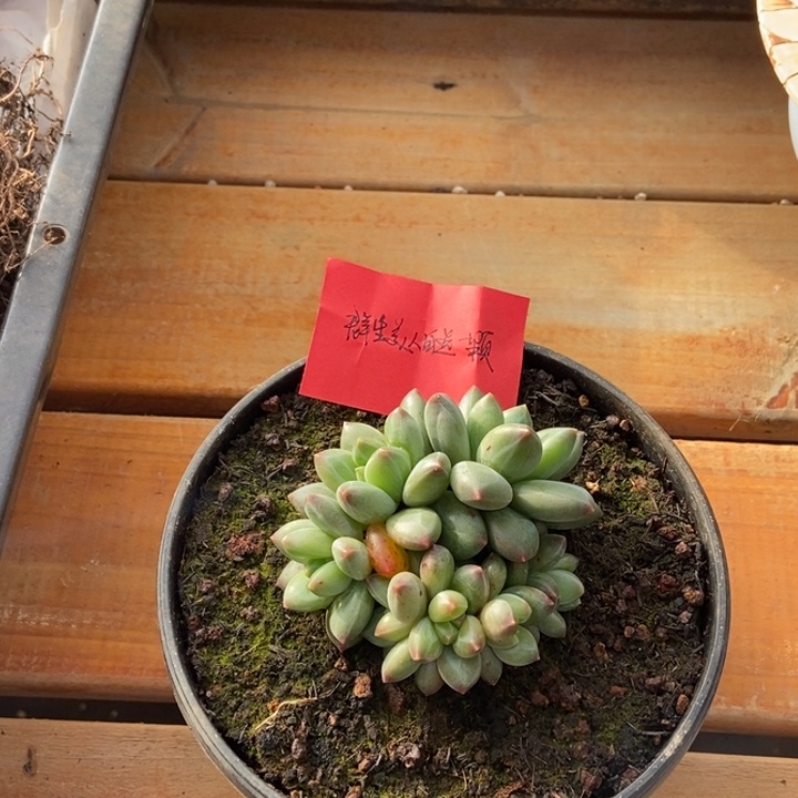 菜***啄群美人一物一拍多肉