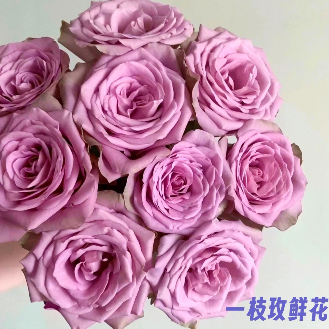 【紫霞仙子】清新淡雅的紫色15支1单包邮