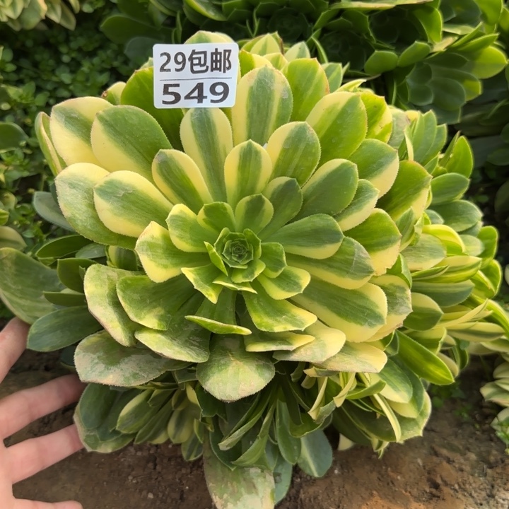 五彩琉璃……多肉植物……