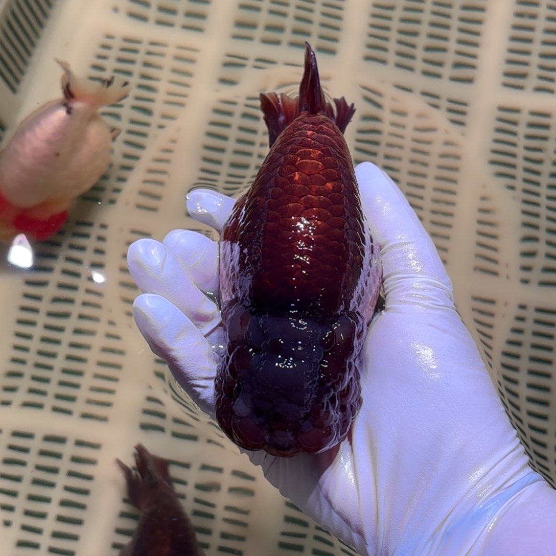 金鱼运费自理不包邮